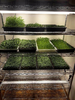 Indoor microgreens production system.