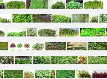 compilation photos microgreens