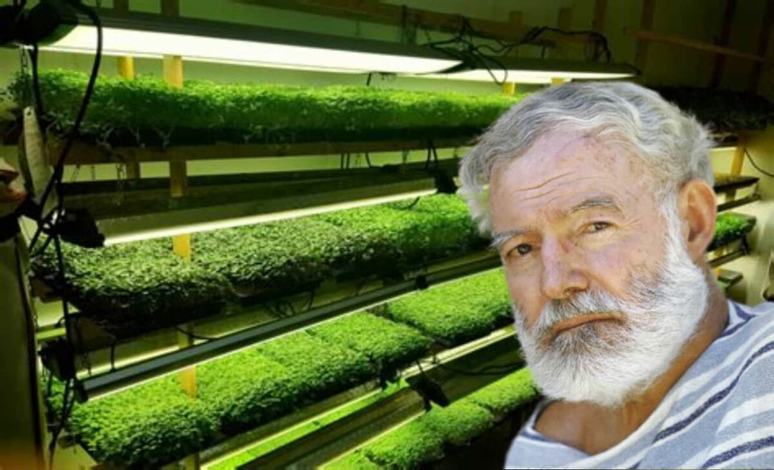 compilation photos microgreens