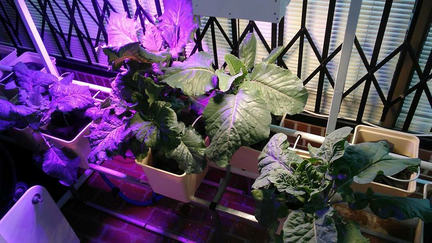 photo of plants in hydroponic garden under grow lights.