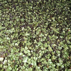 green salad mix at cotyledon stage; photo of tiny plants