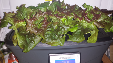 photo of lettuce growing in a small tub.